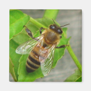Aimant Miel Bee