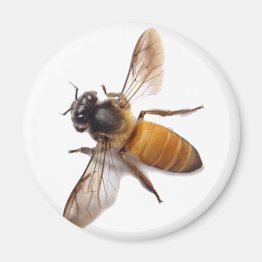 Aimant Miel Bee (Devant)