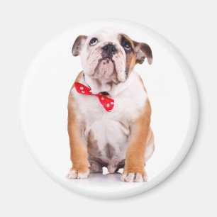 Aimant Mignon Amoureux de Bulldog Anglais Drôle Chien