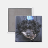 Aimant mignon CHIEN (Recto/Verso)