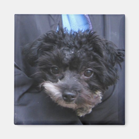 Aimant mignon CHIEN (Devant)