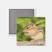 Aimant mignon chipmunk (Recto/Verso)