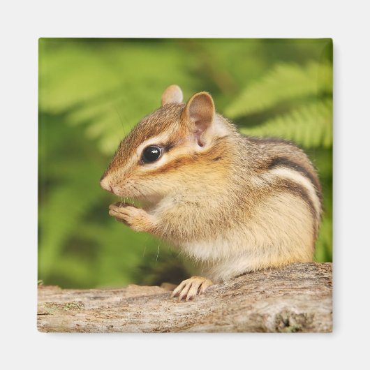 Aimant mignon chipmunk (Devant)