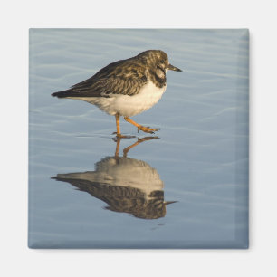 Aimant mignon de bécasseau