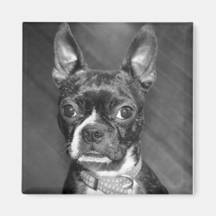 Aimant mignon de Boston Terrier