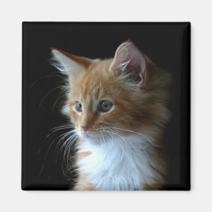 Aimant mignon de chaton de ragondin du Maine