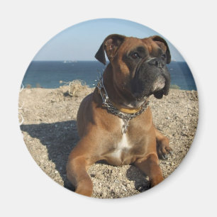Aimant mignon de chien de boxeur
