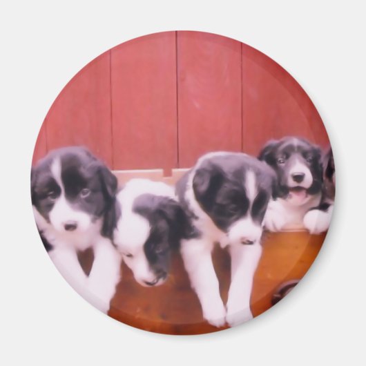Aimant mignon de chiots de border collie (Devant)