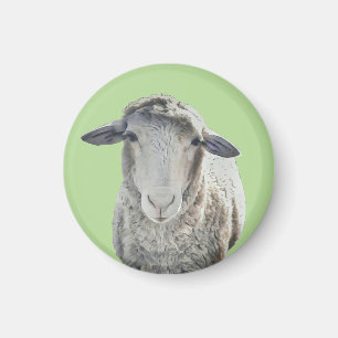 Aimant mignon de moutons