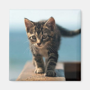 Aimant mignon_drôle_animaux_23 BÉBÉ ADORABLE CAT KITTEN