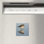Aimant mignon en Sandpiper (In Situ (Lave-vaisselle))