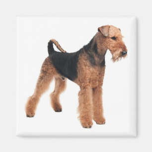 Aimant Mignonne Amoureux des chiens de Chien Chien, Aired