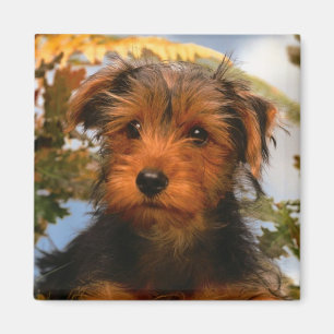 Aimant Mignonne Amoureux des chiens de Chien Chien, Aired