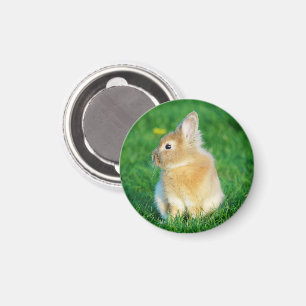 Aimant Mignonne Lapin Faune assis dans l'herbe