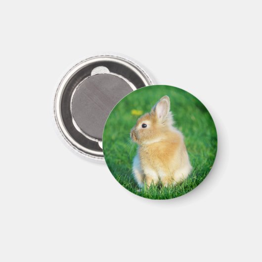 Aimant Mignonne Lapin Faune assis dans l'herbe (Recto/Verso)