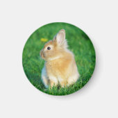 Aimant Mignonne Lapin Faune assis dans l'herbe (Devant)