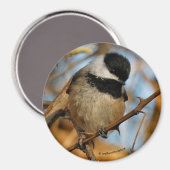 Aimant Mignons Chickadee à carapace noire (Recto/Verso)