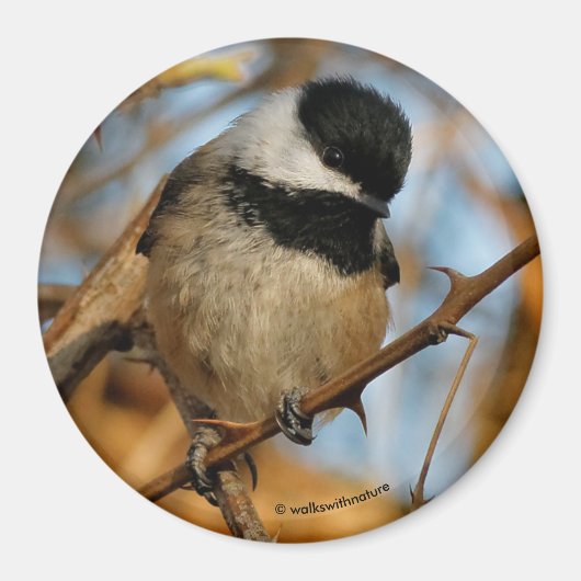 Aimant Mignons Chickadee à carapace noire (Devant)