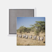 Aimant Migrer la zèbre, Tanzanie (Recto/Verso)