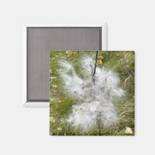 Aimant Milkweed | Papillon | Bureau (Recto/Verso)