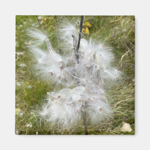 Aimant Milkweed   Papillon   Bureau