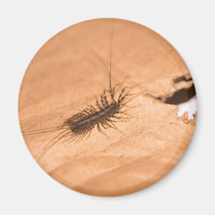 Aimant Mille-pattes domestique