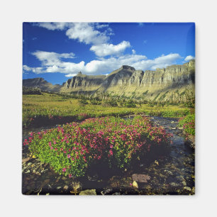 Aimant Mimulus de Logan Pass dans le parc national de Gla