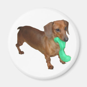 Aimant Minature Dachshund