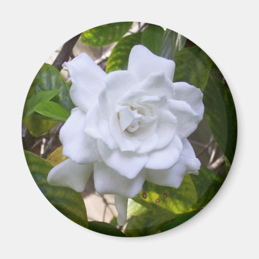 Aimant Mini Art Gardenia (Devant)
