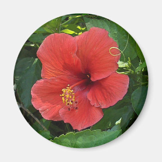 Aimant Mini Art Rouge Hibiscus