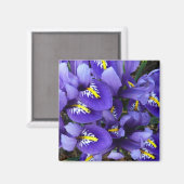 Aimant Miniature Bleu Irises Printemps Floral (Recto/Verso)