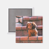 Aimant Miniature Dachshund (Recto/Verso)