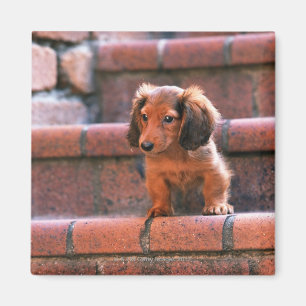 Aimant Miniature Dachshund
