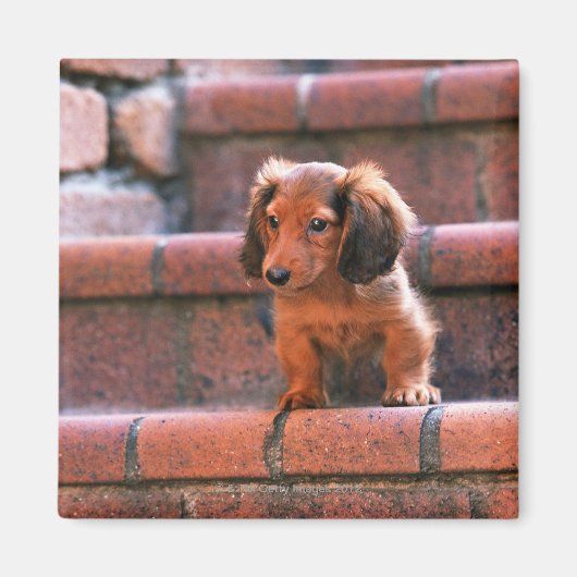 Aimant Miniature Dachshund (Devant)