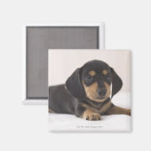Aimant Miniature Dachshund (Recto/Verso)