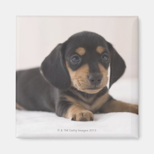 Aimant Miniature Dachshund (Devant)