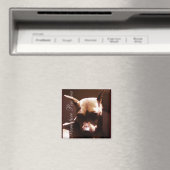 Aimant Miniature de Pinscher (In Situ (Lave-vaisselle))