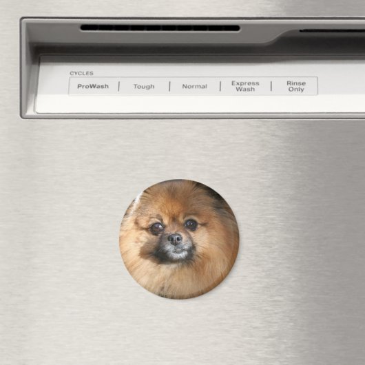 Aimant Miniature Poméranienne (In Situ (Lave-vaisselle))