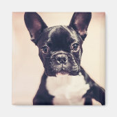 Aimant Minuscule Chiot noir et blanc (Devant)