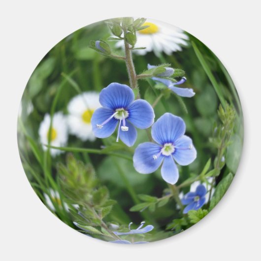 Aimant minuscules fleurs bleues (Devant)