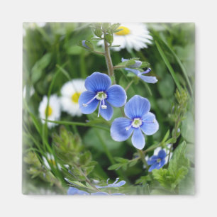 Aimant minuscules fleurs bleues
