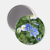 Aimant minuscules fleurs bleues (Recto/Verso)