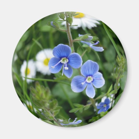 Aimant minuscules fleurs bleues (Devant)