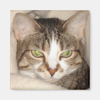 Aimant Miss.Kitty.2010