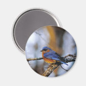 Aimant Missouris Bird (Recto/Verso)