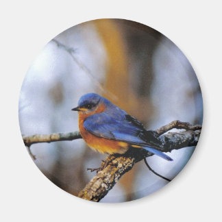 Aimant Missouris Bird