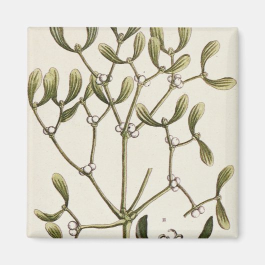 Aimant Mistletoe de 'A Curious Herbal', 1782 (Devant)