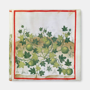 Aimant Mme 3054 melons fol.20, de 'Tacuinum Sanitatis