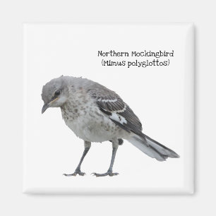 Aimant Mockingbird