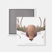 Aimant Modèle 3d du système reproducteur féminin (Recto/Verso)